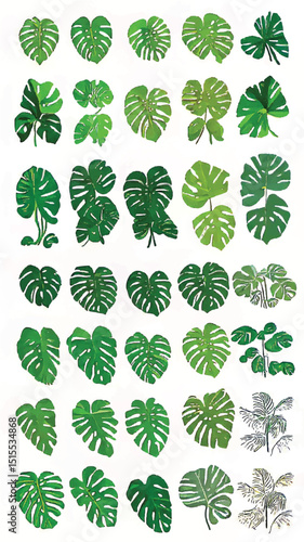 Tropical Monstera Leaves Green Botanical Illustration for Nature-Inspired Home Decor and Design Elements
