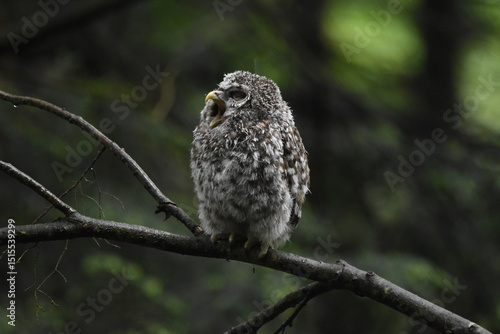 Wallpaper Mural Chouette La Plaine Mai 2025 Torontodigital.ca