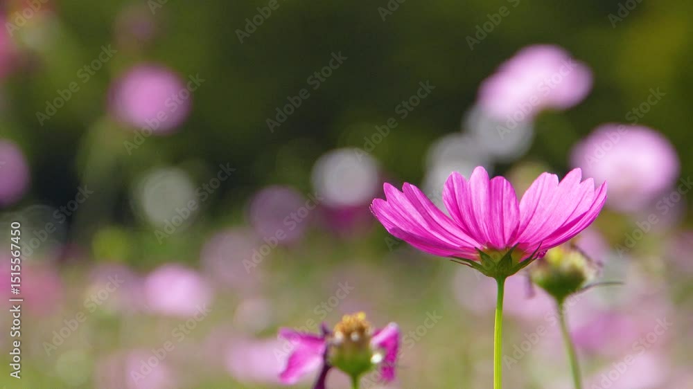 Cosmos petals swaying in the breeze, illuminated by sunlight. SLOW MOTION. Cosmos petals swaying in the breeze, illuminated by sunlight. SLOW MOTION.