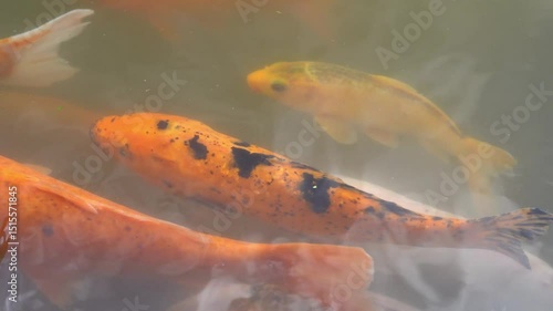 Golden carps and koi fishes in the pond