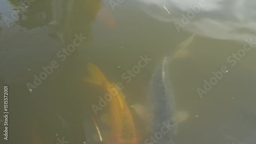 Koi fishes in the pond, traditional Asian pond with fishes