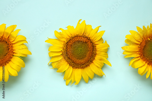 Beautiful sunflowers on blu...