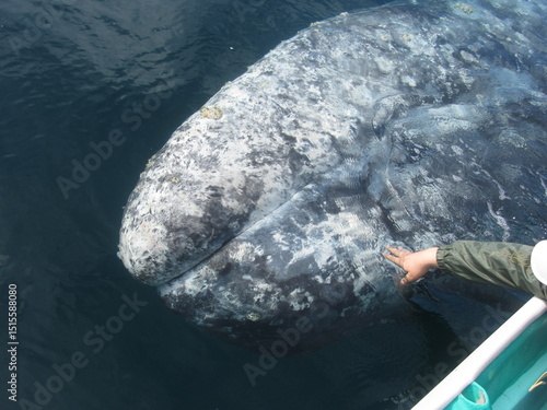 A person tries to pet the head of a gray whale in the water