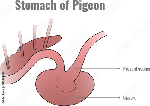 Exploring the Pigeon Stomach Anatomy and Functions