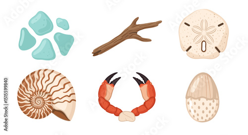 Collection of beach finds including sea glass driftwood sand dollar shell and crab claws displayed