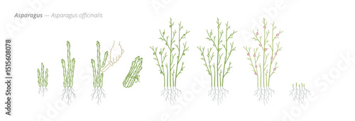 Asparagus Growth Stages for Agribusiness and Crop Treatment