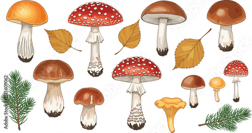 Watercolor Mushrooms Illustration. Boletus, chanterelle, fly agaric set. Hand painted Fungi Clipart on White Background