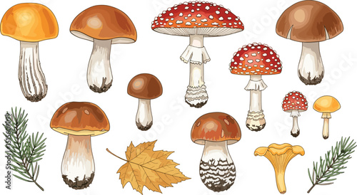 Watercolor Mushrooms Illustration. Boletus, chanterelle, fly agaric set. Hand painted Fungi Clipart on White Background