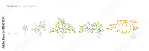 Pumpkin Growth Stages for Agribusiness and Crop Treatment