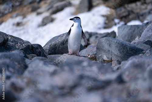 Chinstrap Penguins photography in Hope Bay Antarctica