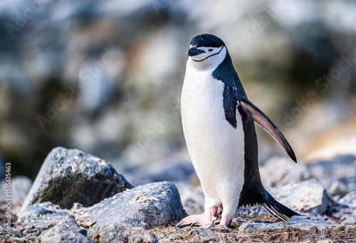 Chinstrap Penguins photography in Hope Bay Antarctica