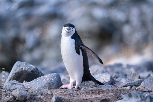 Chinstrap Penguins photography in Hope Bay Antarctica