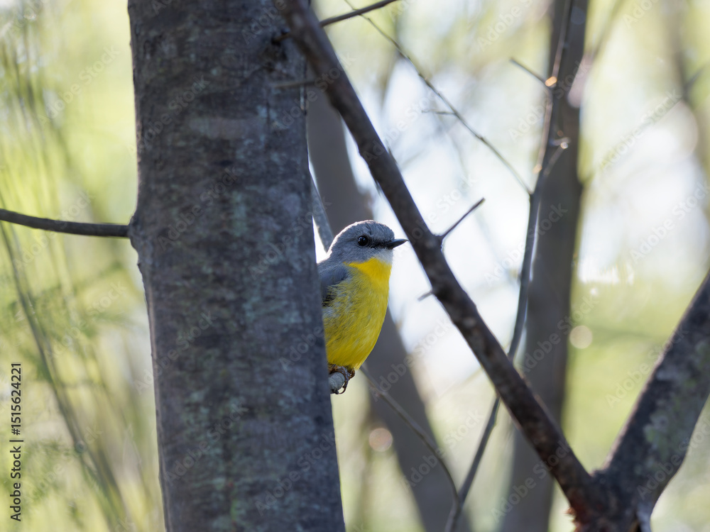 Naklejka premium Eastern Yellow Robin (Eopsaltria australis) perched on the side of a tree trunk.