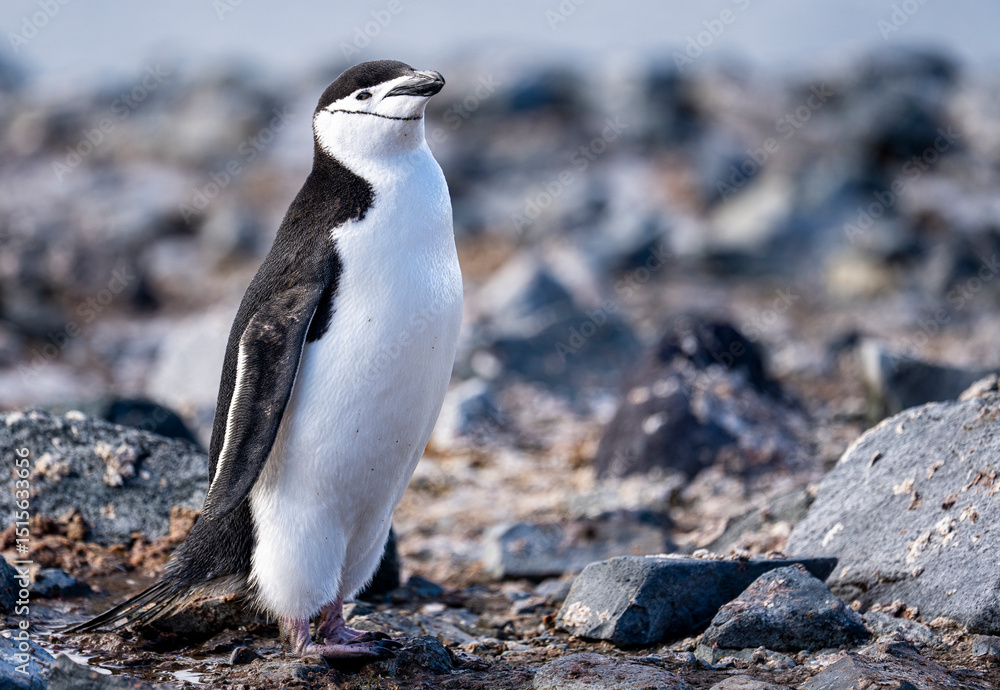 Fototapeta premium Chinstrap Penguins photography in Hope Bay Antarctica
