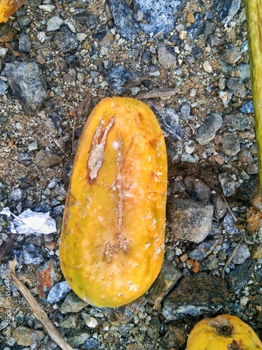 orange lichen on a rock