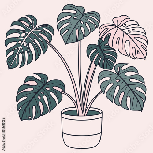 Stylish Monstera Deliciosa Houseplant in a Minimalist Pot