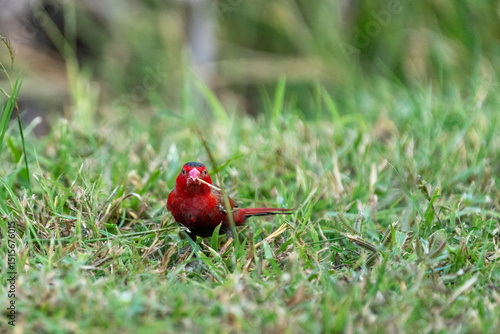 Fototapeta Crimson finch or Neochmia phaeton in on grass