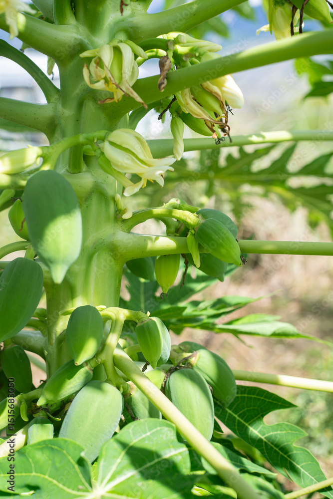 Fototapeta premium 青パパイヤ