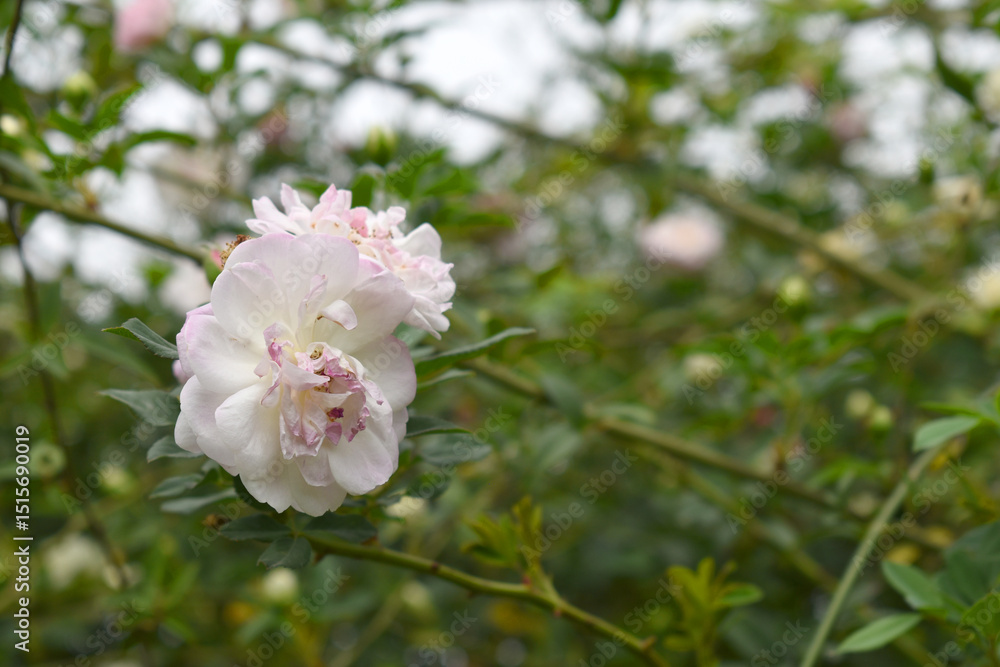 Fototapeta premium Rosa great maiden's blush pink white flower, Spring Flowering Soft pink white Flower Heads on an Old English Rose (Rosa 'Great Maiden's Blush) with leaves, Pink double Alba rose Maiden's Blush flowers