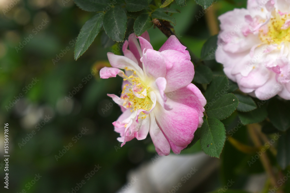 Rosa great maiden's blush pink flower, Spring Flowering Soft Pink Flower Heads on an Old English Rose (Rosa 'Great Maiden's Blush) with leaves, Pink double Alba rose Maiden's Blush flowers in a garden Rosa great maiden's blush pink flower, Spring Flowering Soft Pink Flower Heads on an Old English Rose (Rosa 'Great Maiden's Blush) with leaves, Pink double Alba rose Maiden's Blush flowers in a garden