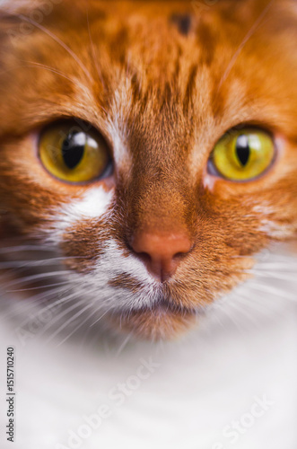 Funny cat face with yellow eyes close up view