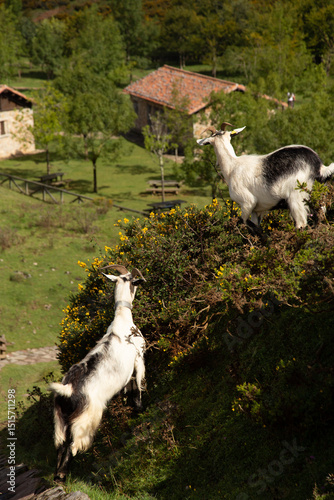 Two goats explore a hillside full of flowering bushes, with rustic buildings and greenery below.