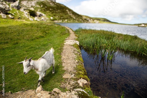 A young goat walks along a lakeside path with mountains and natural vegetation in the background.
