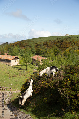 Two domestic goats explore a slope in rural Europe, surrounded by vibrant greenery and cottages.