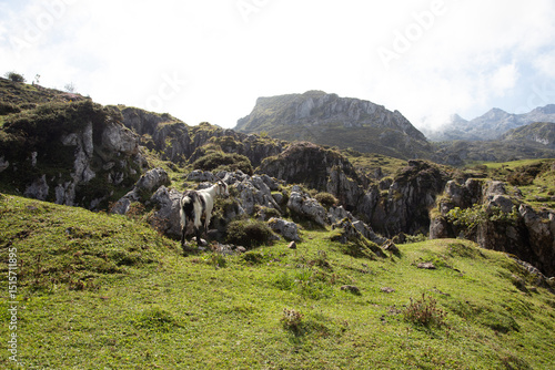 A mountain goat looks out from the edge of a steep rocky cliff in the Spanish countryside.