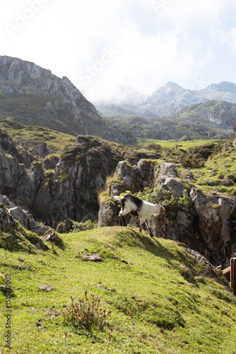 A goat pauses on a rocky knoll with mountains rising in the background and grass in the foreground.