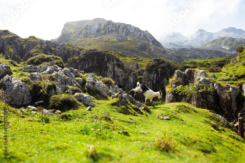 A mountain goat leaps dynamically across rugged rocks in the wild hills of northern Spain.