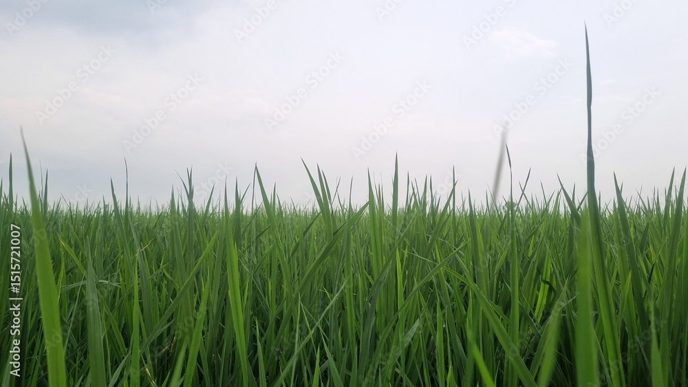 Obraz premium Beautiful green rice field and sky background at sunrise time. Farm and agriculture harvest concept. Rice field with sunrise or sunset with sun rays.
