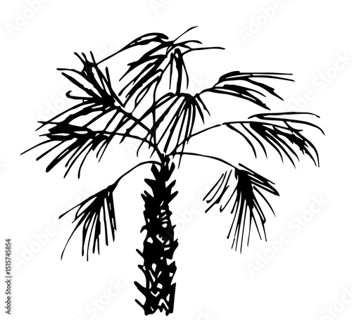 Black silhouette of palm tree, tropical vegetation, summer vacation, beach. Nature and vegetation. Simple vector ink drawing.