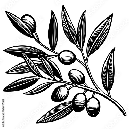 Black and white illustration of olive branch with olives