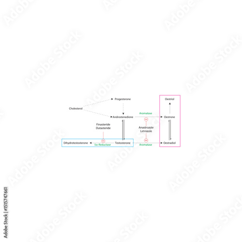 Biosynthetic Pathway of Androgens and Estrogens with Drug Action Sites: 5α-Reductase and Aromatase Inhibition. Simple schematic illustratiohn.