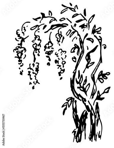 Blooming wisteria bush, garden park trees, plants. Hand drawn vector illustration with black outline. Ink sketch.