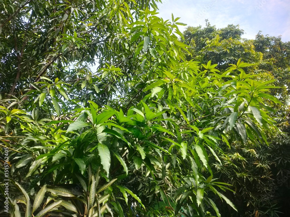 green mango leaves green mango leaves