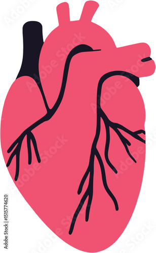 Illustration of real human heart, cardio vascular vector flat design