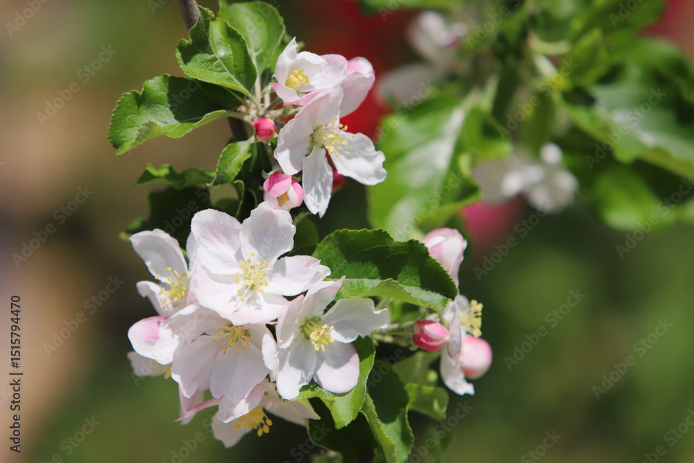 Obraz premium 春の日差しを浴びて咲くりんごの花のクローズアップ