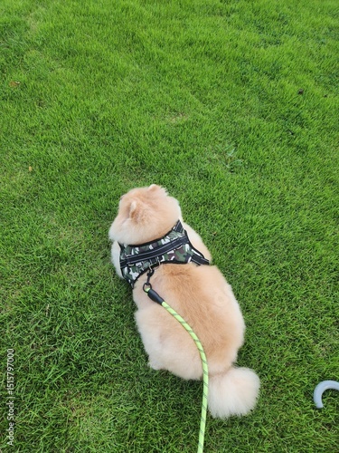 Fluffy dog in a harness lying on fresh green grass, enjoying a peaceful outdoor moment with a neon leash attached.