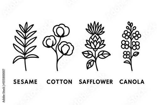 Vector Line Art Illustration of Sesame, Cotton, Safflower, and Canola Plants