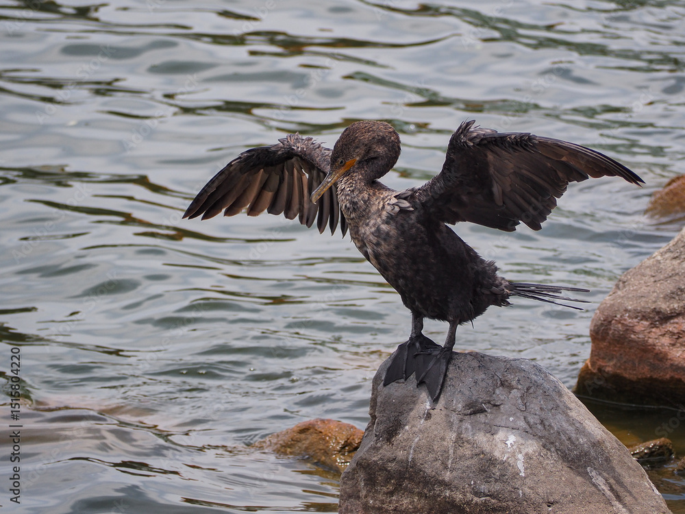 Ταπετσαρία Double crested cormorant bird in a lake