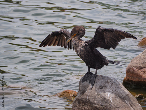 Принти на полотні Double crested cormorant bird in a lake
