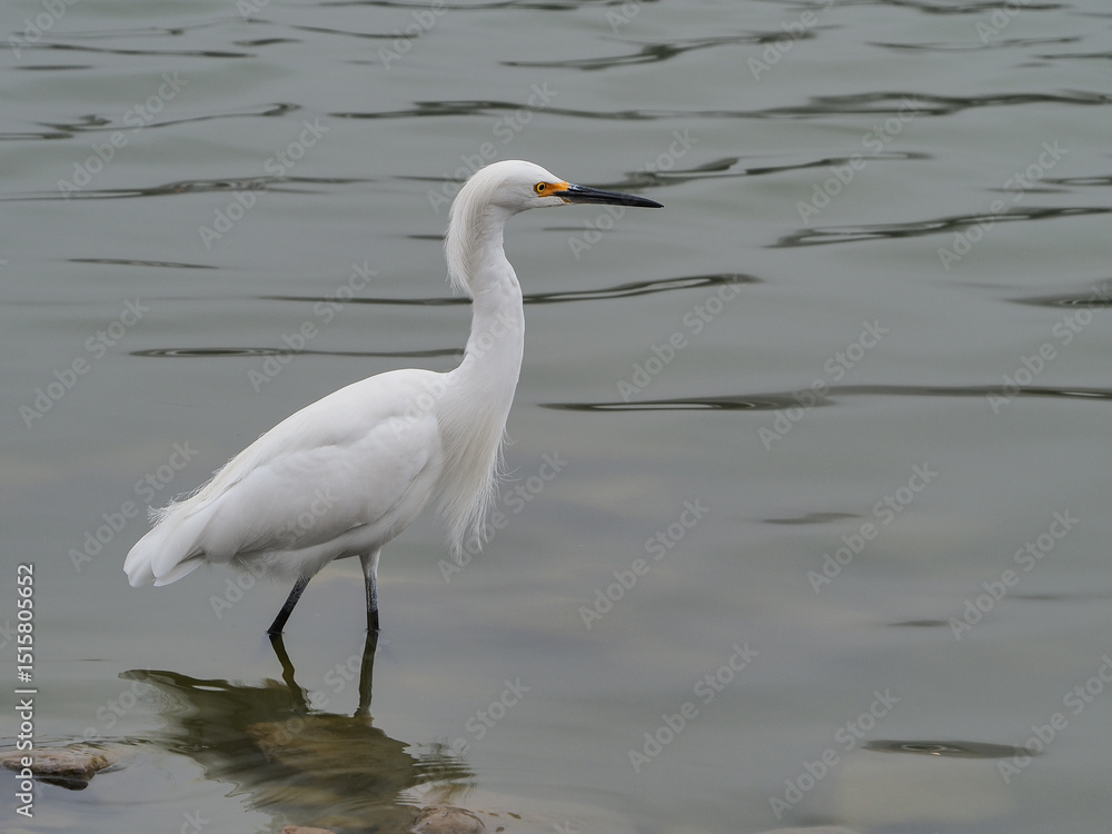 Obraz premium White heron in a lake 
