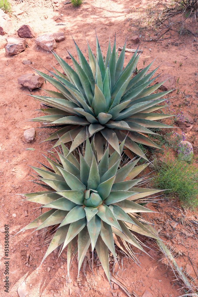 Fototapeta premium Agave Plant in the Arizona Desert