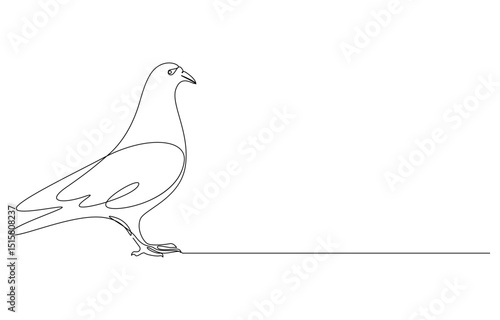 pigeon one continuous line drawing