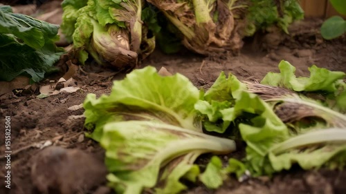 Overripe romaine lettuce heads with brown decaying spots lying on the dirt ground in a farm field, depicting diseased crops and agricultural challenges.