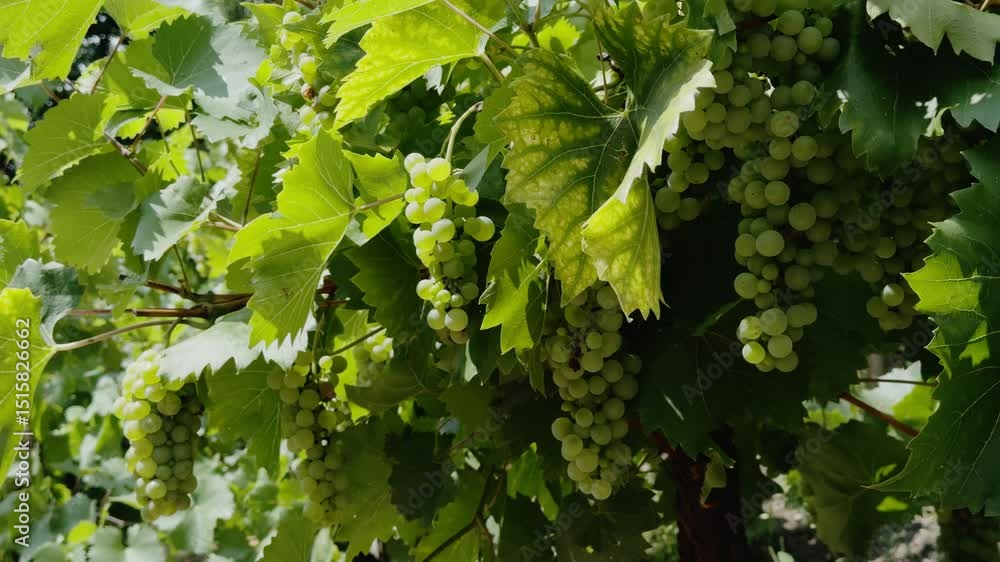 Green grape bunches hang under large sunlit leaves on vineyard vine. Light filters through foliage and highlights summer berries ripening stage Green grape bunches hang under large sunlit leaves on vineyard vine. Light filters through foliage and highlights summer berries ripening stage