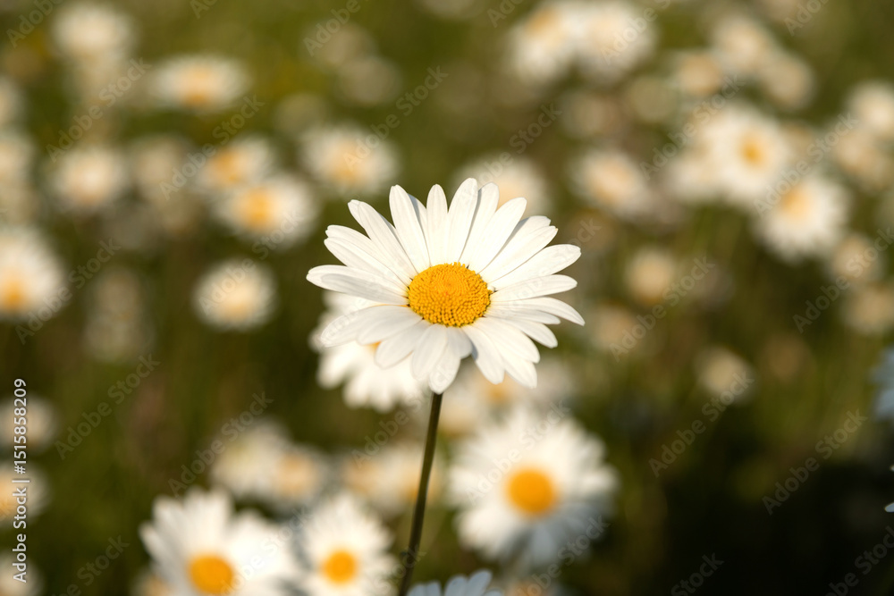 Fototapeta premium Chamomile. White daisy flowers in a field of green grass . Chamomile flowers field . Close up. 