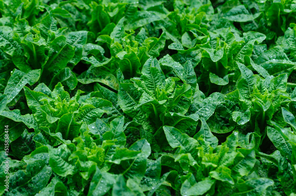 Fototapeta premium Green stem lettuce crops in the field